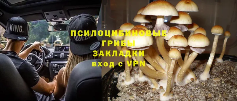 где купить   Лесной  Псилоцибиновые грибы Psilocybe 